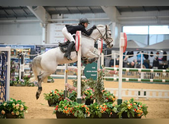 Cavallo sportivo irlandese, Castrone, 13 Anni, 138 cm, Grigio