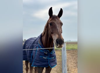 Cavallo sportivo irlandese, Castrone, 13 Anni, 172 cm, Sauro scuro