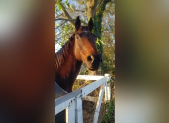 Cavallo sportivo irlandese, Castrone, 15 Anni, 166 cm, Baio