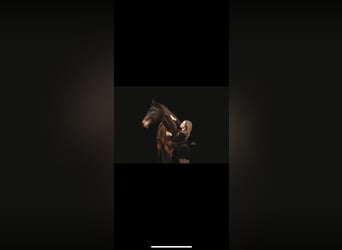 Cavallo sportivo irlandese, Castrone, 15 Anni, 166 cm, Baio nero