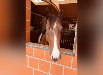 Cavallo sportivo irlandese, Castrone, 15 Anni, 168 cm, Baio
