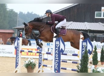 Cavallo sportivo irlandese, Castrone, 15 Anni, 168 cm, Baio