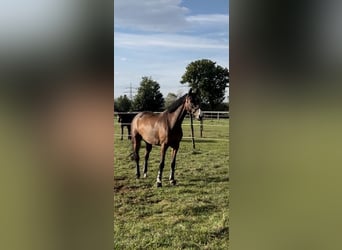 Cavallo sportivo irlandese, Castrone, 15 Anni, 168 cm, Baio