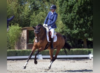 Cavallo sportivo irlandese, Castrone, 15 Anni, 168 cm, Baio