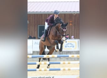 Cavallo sportivo irlandese, Castrone, 15 Anni, 168 cm, Baio