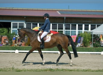 Cavallo sportivo irlandese, Castrone, 15 Anni, 168 cm, Baio