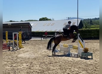 Cavallo sportivo irlandese, Castrone, 15 Anni, 173 cm, Baio