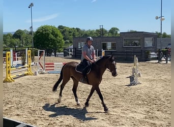 Cavallo sportivo irlandese, Castrone, 15 Anni, 173 cm, Baio