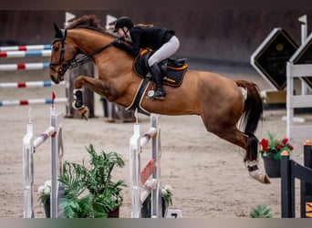 Cavallo sportivo irlandese, Castrone, 15 Anni, Sauro