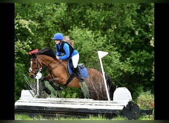 Cavallo sportivo irlandese, Castrone, 16 Anni, 148 cm, Baio
