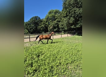 Cavallo sportivo irlandese, Castrone, 16 Anni, 156 cm, Baio
