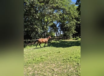 Cavallo sportivo irlandese, Castrone, 16 Anni, 156 cm, Baio
