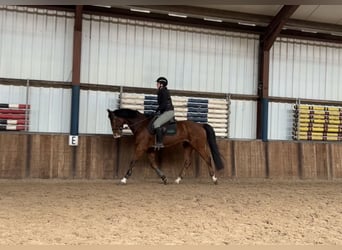 Cavallo sportivo irlandese, Castrone, 16 Anni, 165 cm, Baio