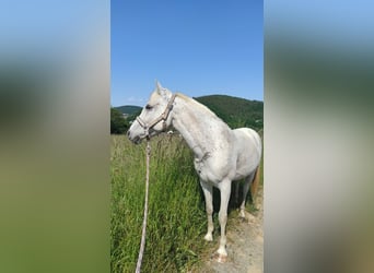 Cavallo sportivo irlandese Mix, Castrone, 17 Anni, 142 cm, Grigio trotinato