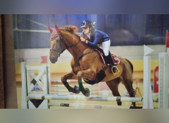 Cavallo sportivo irlandese, Castrone, 17 Anni, 172 cm, Sauro