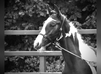 Cavallo sportivo irlandese, Castrone, 1 Anno, 150 cm, Tobiano-tutti i colori