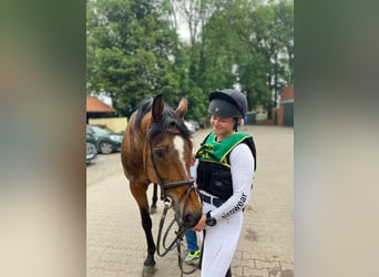 Cavallo sportivo irlandese, Castrone, 20 Anni, 170 cm, Baio