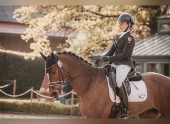 Cavallo sportivo irlandese, Castrone, 20 Anni, 170 cm, Baio