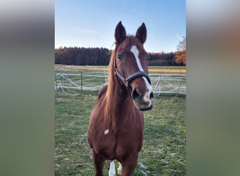Cavallo sportivo irlandese Mix, Castrone, 23 Anni, 158 cm, Sauro
