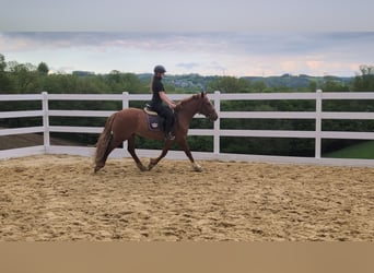 Cavallo sportivo irlandese, Castrone, 3 Anni, 151 cm, Sauro