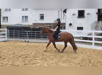Cavallo sportivo irlandese, Castrone, 3 Anni, 151 cm, Sauro