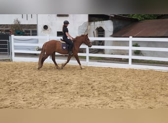 Cavallo sportivo irlandese, Castrone, 3 Anni, 151 cm, Sauro