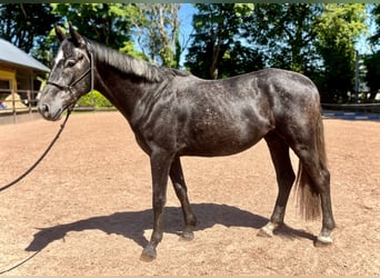 Cavallo sportivo irlandese, Castrone, 3 Anni, 162 cm, Grigio