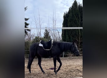 Cavallo sportivo irlandese, Castrone, 3 Anni, 163 cm, Morello