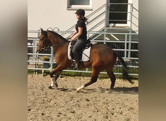 Cavallo sportivo irlandese, Castrone, 3 Anni, 165 cm, Baio