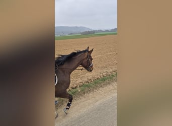 Cavallo sportivo irlandese, Castrone, 3 Anni, 166 cm, Baio