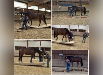 Cavallo sportivo irlandese, Castrone, 3 Anni, 166 cm, Baio