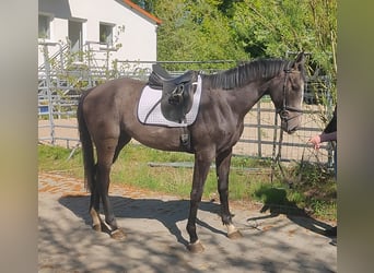 Cavallo sportivo irlandese, Castrone, 3 Anni, 168 cm, Grigio ferro