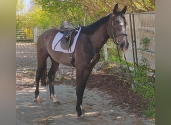Cavallo sportivo irlandese, Castrone, 3 Anni, 168 cm, Grigio ferro