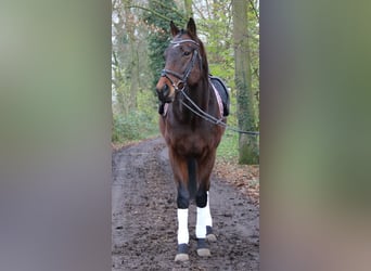 Cavallo sportivo irlandese, Castrone, 3 Anni, 172 cm, Baio nero