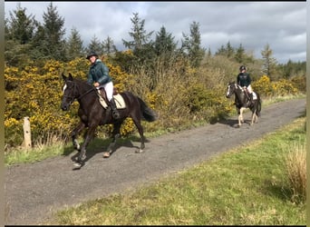 Cavallo sportivo irlandese, Castrone, 4 Anni, 148 cm, Pezzato