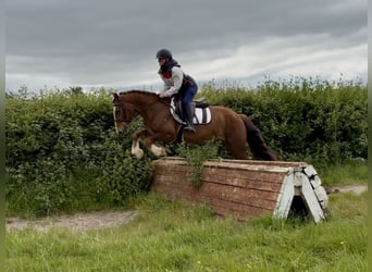Cavallo sportivo irlandese, Castrone, 4 Anni, 148 cm, Sauro scuro