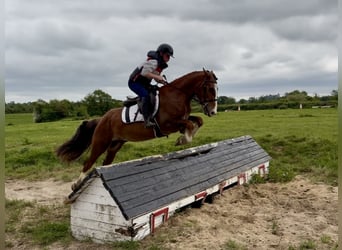 Cavallo sportivo irlandese, Castrone, 4 Anni, 148 cm, Sauro scuro