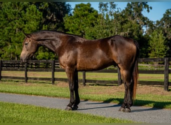 Cavallo sportivo irlandese Mix, Castrone, 4 Anni, 152 cm, Pelle di daino
