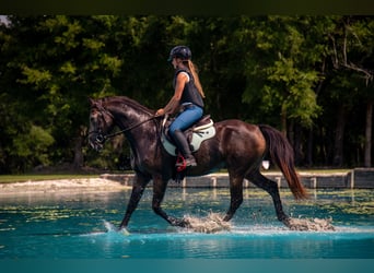 Cavallo sportivo irlandese Mix, Castrone, 4 Anni, 152 cm, Pelle di daino