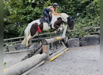 Cavallo sportivo irlandese Mix, Castrone, 4 Anni, 153 cm, Pezzato
