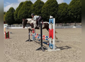 Cavallo sportivo irlandese Mix, Castrone, 4 Anni, 153 cm, Pezzato
