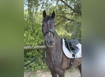 Cavallo sportivo irlandese, Castrone, 4 Anni, 156 cm, Morello