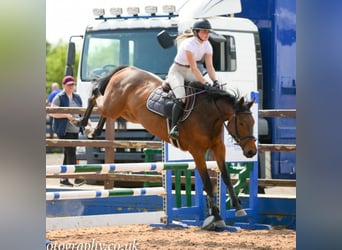 Cavallo sportivo irlandese, Castrone, 4 Anni, 158 cm, Baio ciliegia