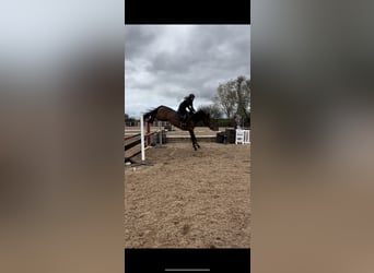Cavallo sportivo irlandese, Castrone, 4 Anni, 158 cm, Baio ciliegia