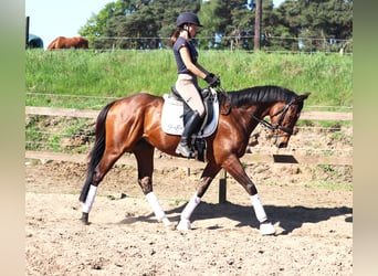 Cavallo sportivo irlandese Mix, Castrone, 4 Anni, 160 cm, Baio