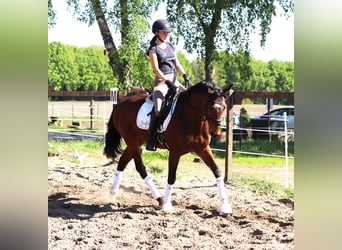 Cavallo sportivo irlandese Mix, Castrone, 4 Anni, 160 cm, Baio