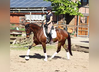 Cavallo sportivo irlandese Mix, Castrone, 4 Anni, 160 cm, Baio