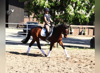 Cavallo sportivo irlandese Mix, Castrone, 4 Anni, 160 cm, Baio
