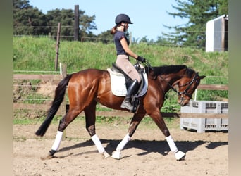 Cavallo sportivo irlandese Mix, Castrone, 4 Anni, 160 cm, Baio