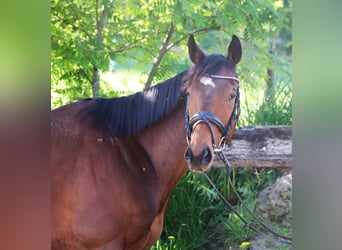 Cavallo sportivo irlandese Mix, Castrone, 4 Anni, 160 cm, Baio